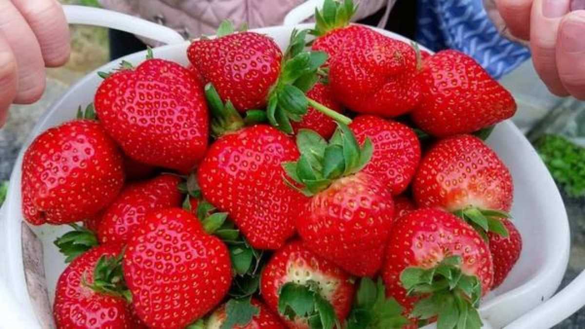 草莓「苗短又健壯」秘訣就在根中的好菌（圖：翻攝自網路）-兩岸時報（臺灣總社）