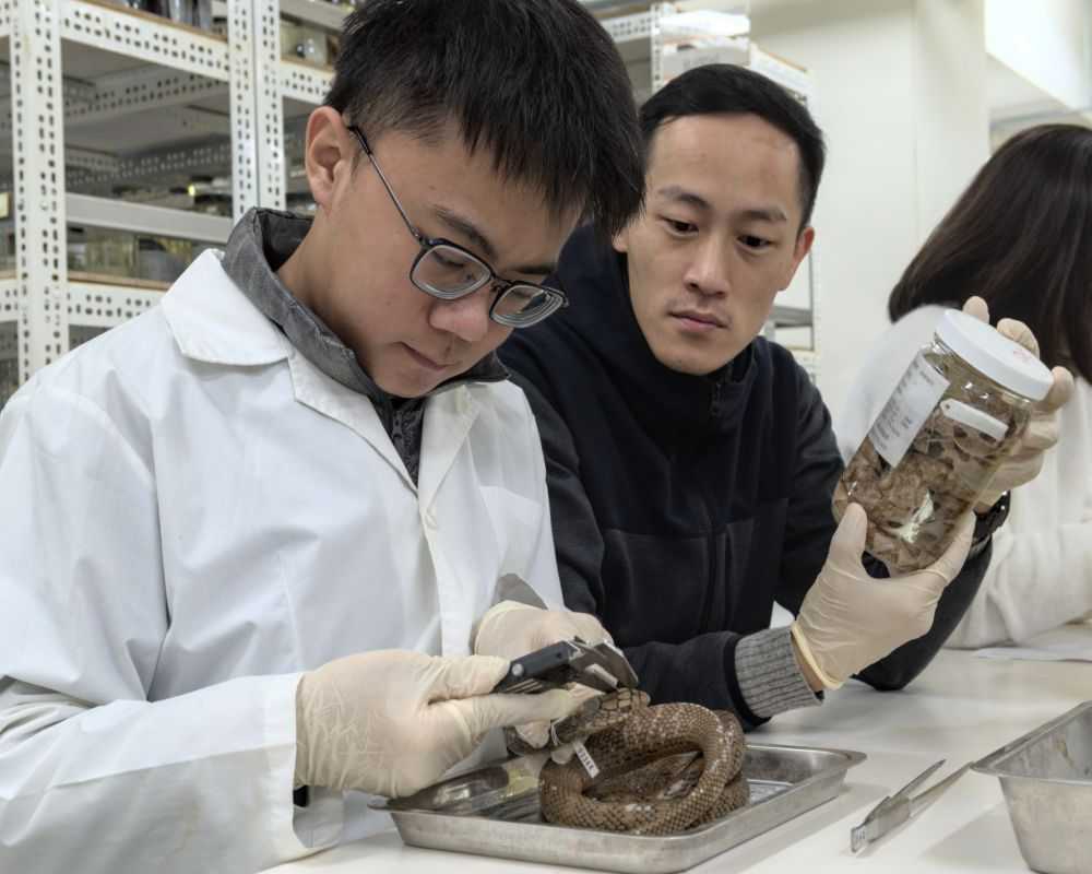 黃晨瑋（左）利用課餘時間測量逾千件科博館蒐藏的33種台灣原生種蛇類標本的眼睛大小、.jpg-兩岸時報（臺灣總社）