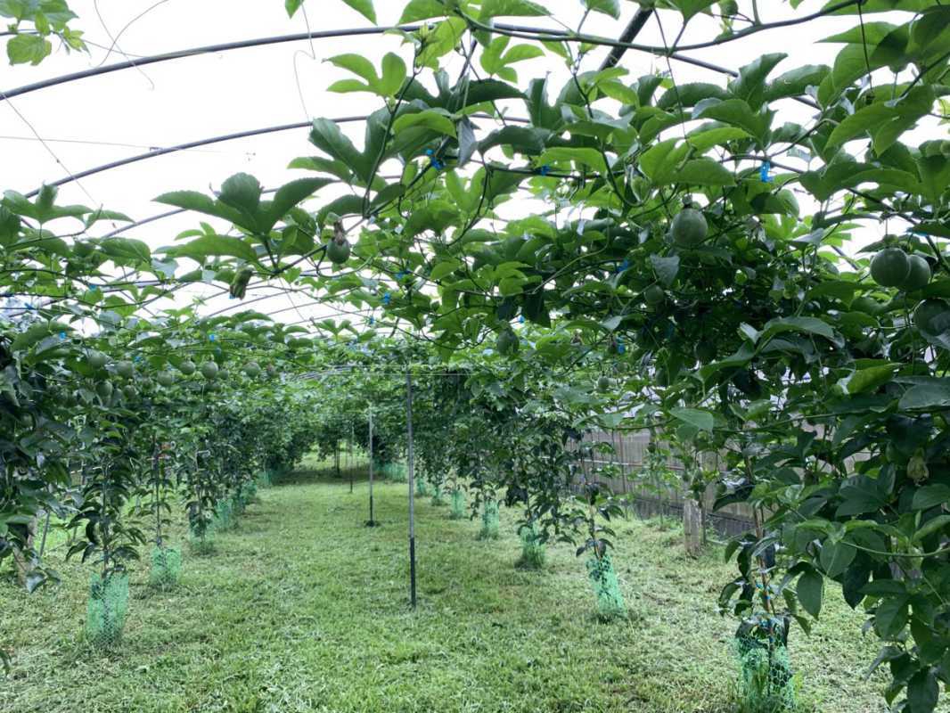 保持距離也能提高產量 百香果新疏植技術顛覆既有栽培模式（圖：臺中農改場 提供）