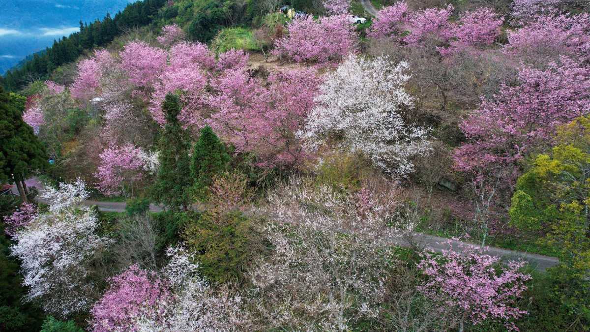 醫術治療疾病、美景療癒人心 原民醫師兄妹為偏鄉奉獻