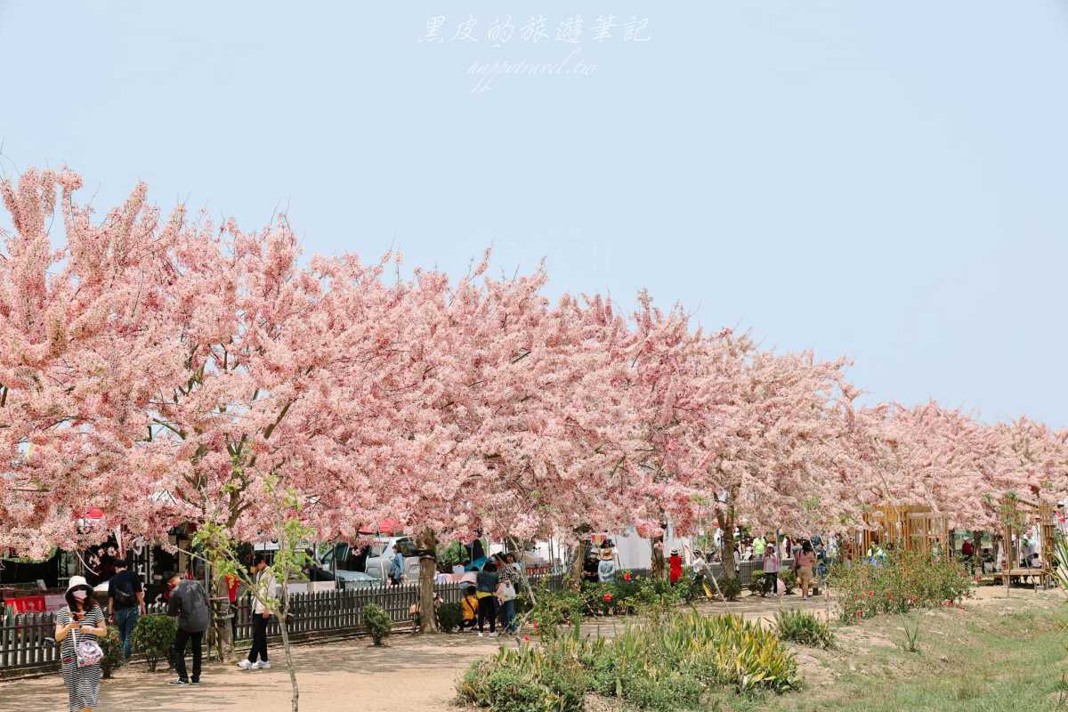 錯過台南花旗木步道那就意味著錯過了最美的春天