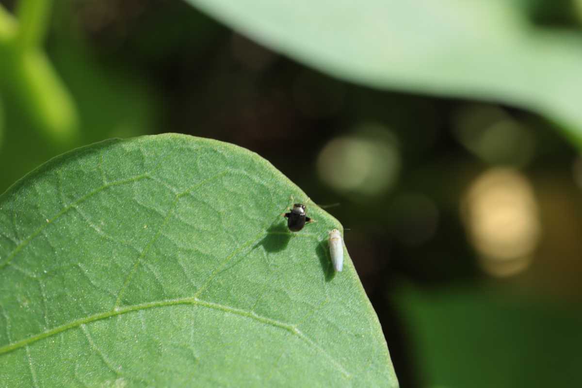 桃園場研發「智慧植栽照護管理系統」導入校園提升師生食農教育知識及應用（圖：桃園農改場 提供）