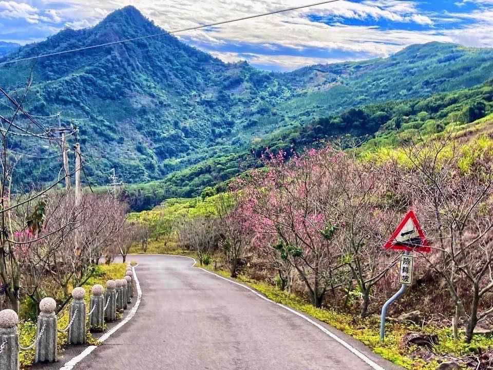 九份二山櫻花綻放，農曆春節最佳賞花期邀您一起來賞花逛市集.jpg