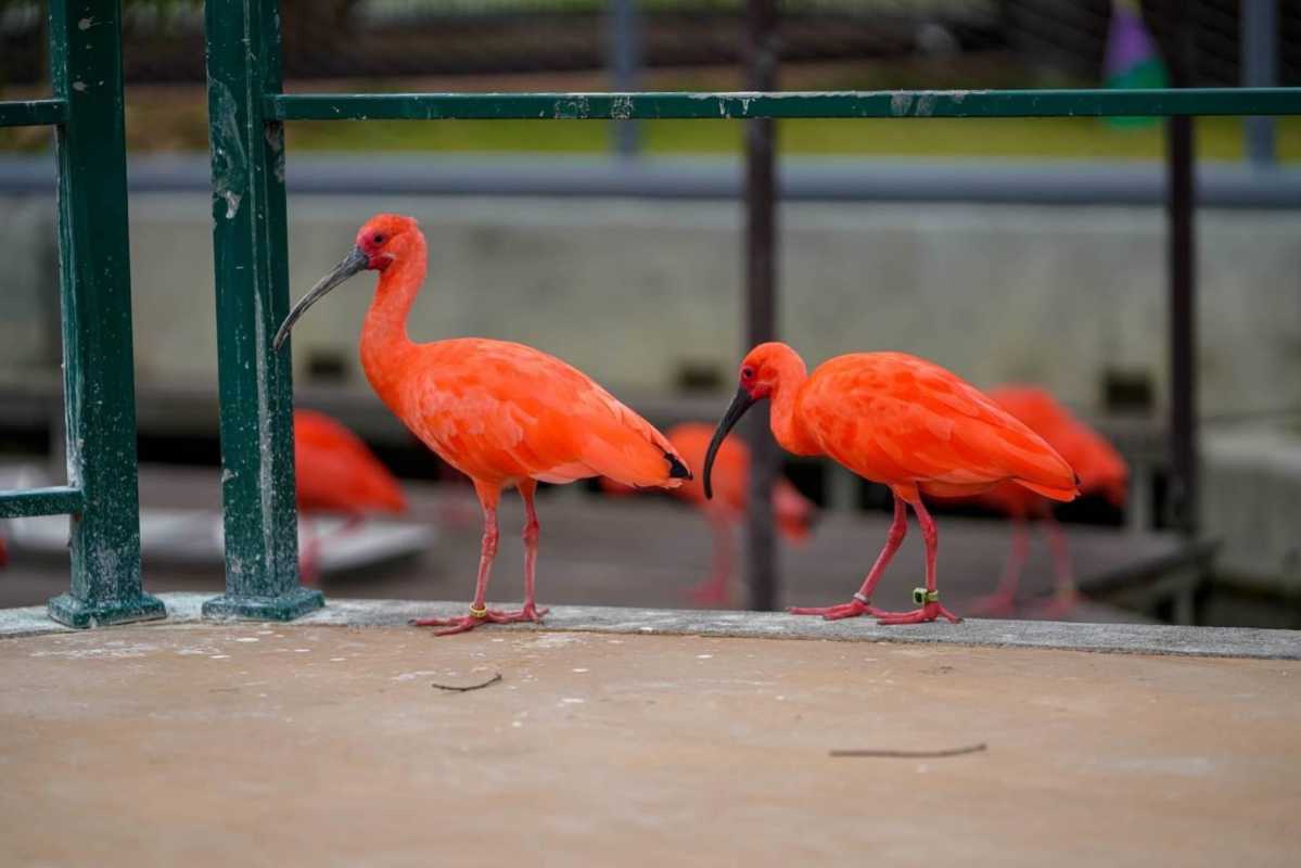 淑華開箱草屯九九峰動物樂園（圖：許淑華服務處 提供）