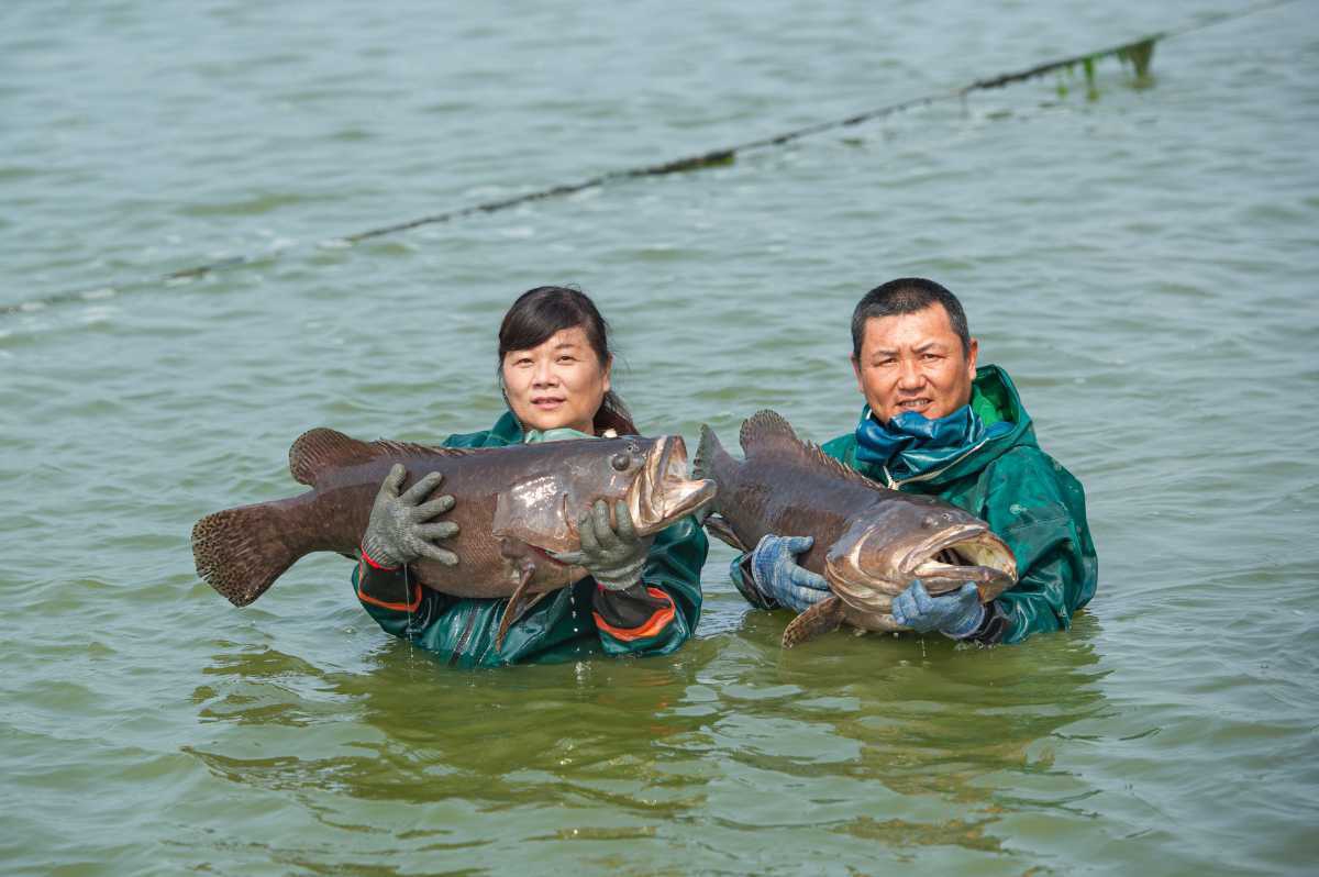 「饗魚樂」經營者陳建志（右）與潘瓊惠（左）夫婦指出，自己夫妻返鄉協助長輩推動龍膽石斑產業升級與數位轉型，十年來至少斥資上千萬元，追求卓越的品質，以恪遵國內外法規標準為榮！（黃耀寬 提供）