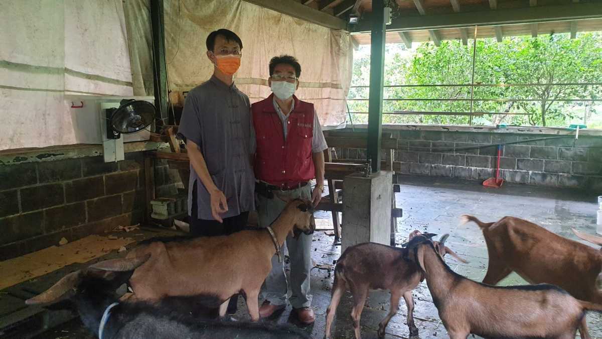 山羊「大泰」蜂窩性組織炎惡化 淡水動物之家即刻救援