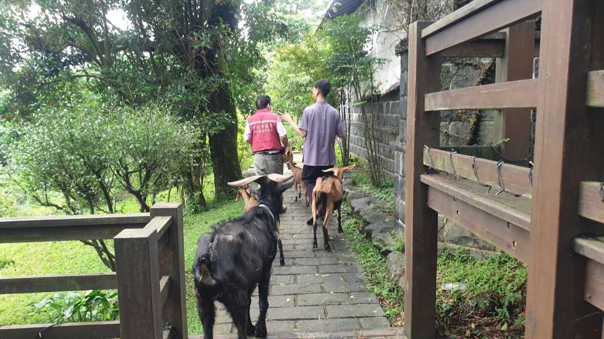 山羊「大泰」蜂窩性組織炎惡化 淡水動物之家即刻救援