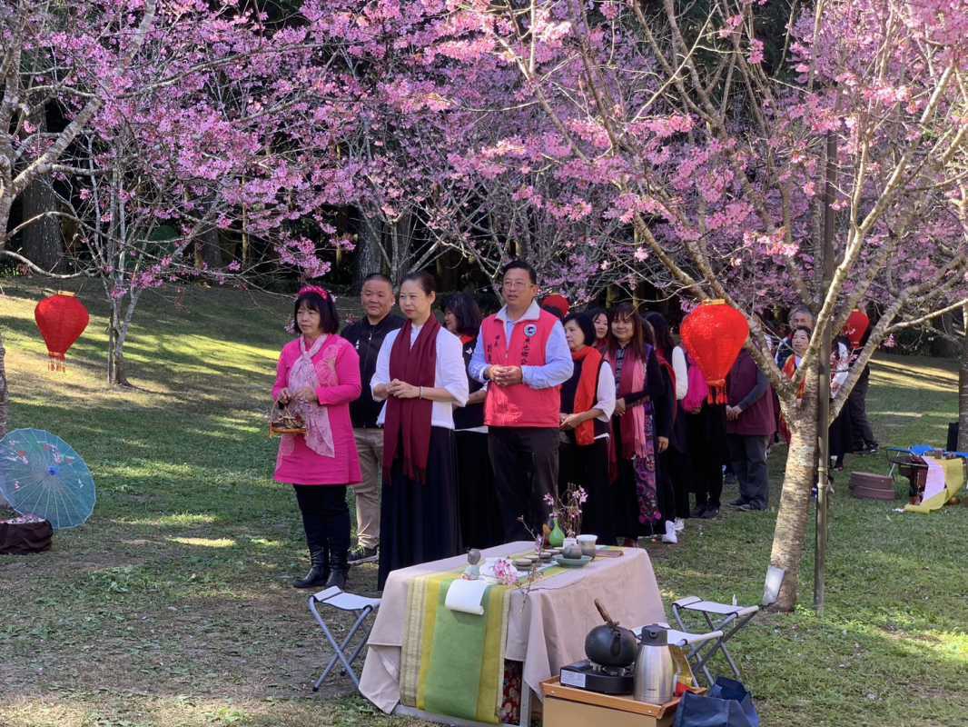 品茗賞櫻 悠然春日 九族櫻花盛開 五感櫻花茶會溫馨展開（圖：九族文化村 提供）