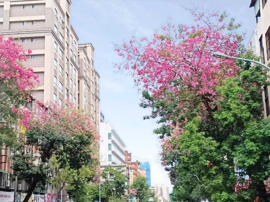 秋涼美人樹喜開顏　北市粉色花海上枝頭