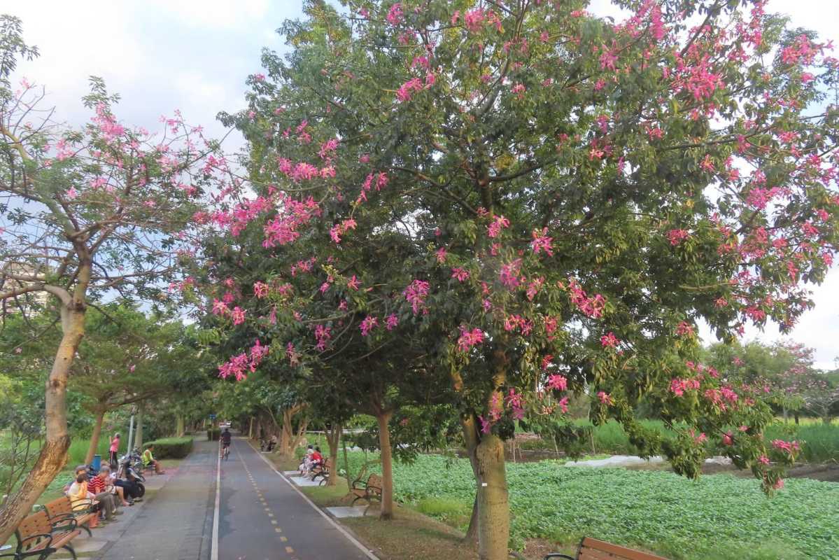 秋涼美人樹喜開顏　北市粉色花海上枝頭