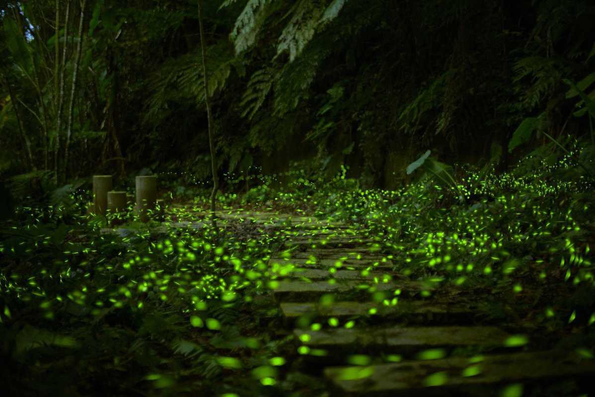 全新體驗！新北微笑山線「和美山碧潭擺渡＋賞螢」 5月9日浪漫啟航。（圖/新北市政府提供 彭可翻拍）
